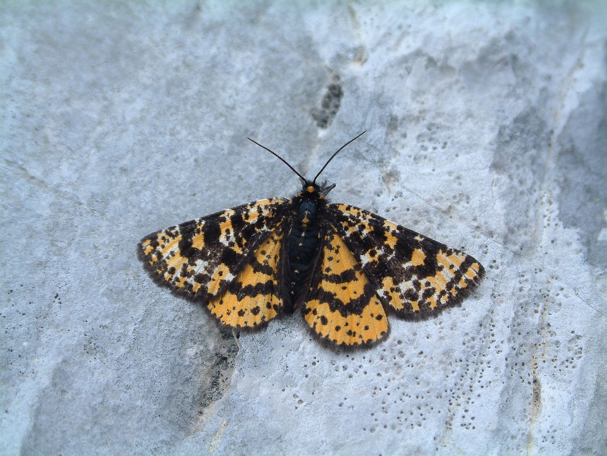 Ein unbekannter Schmetterling