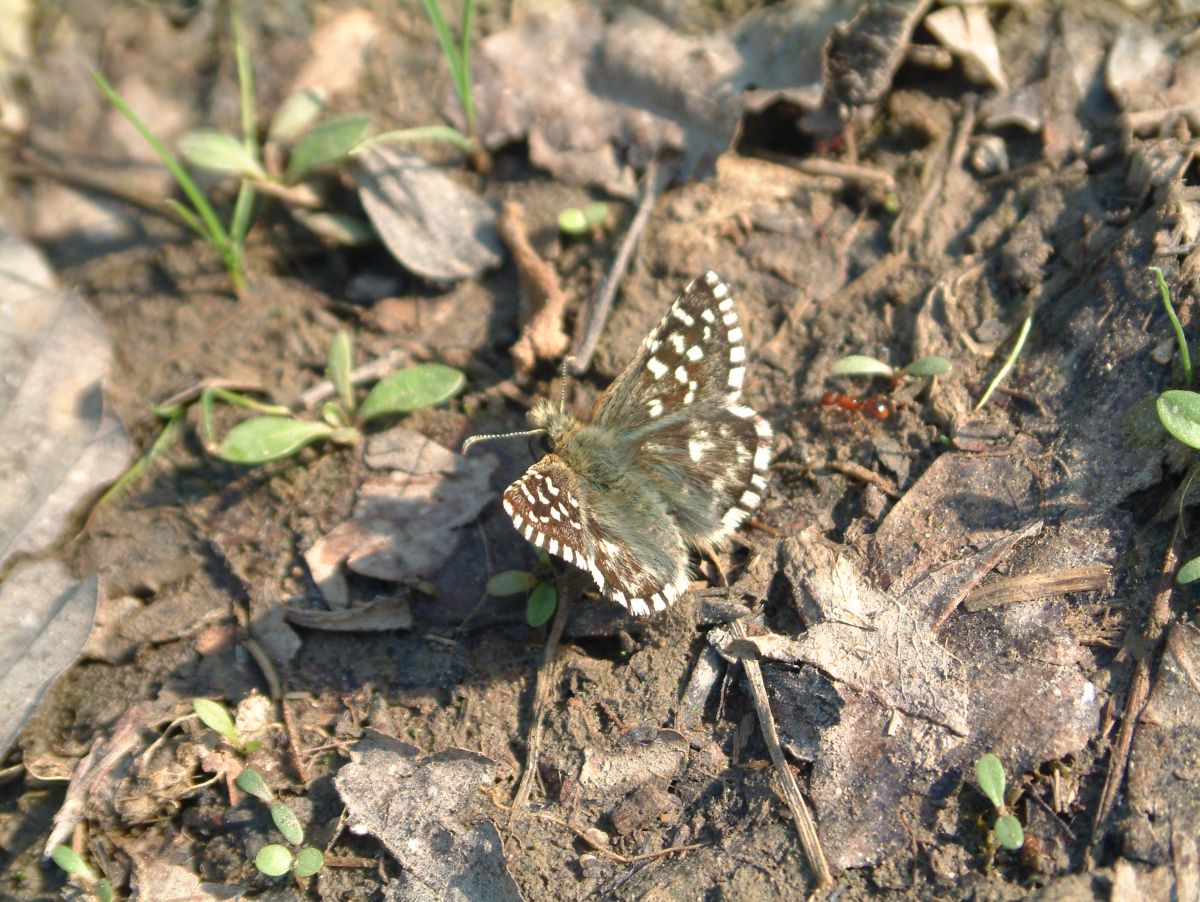 Schmetterling