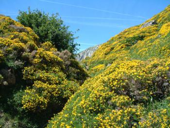 Wanderung zum Lago del Valle- Blütenpracht im Juni