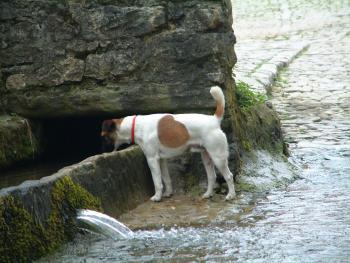 Santillana del Mar- Tränke praktisch für Hunde