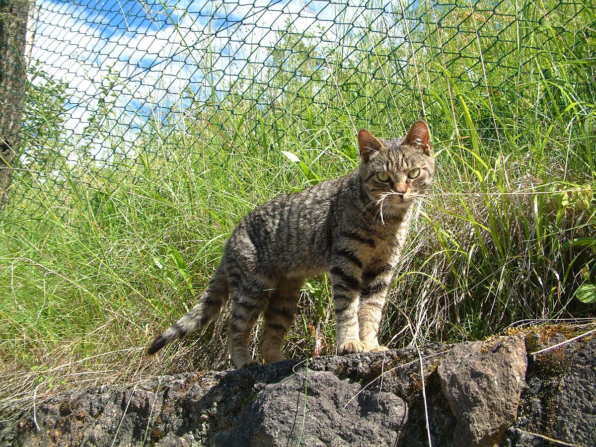 interessierte Katze