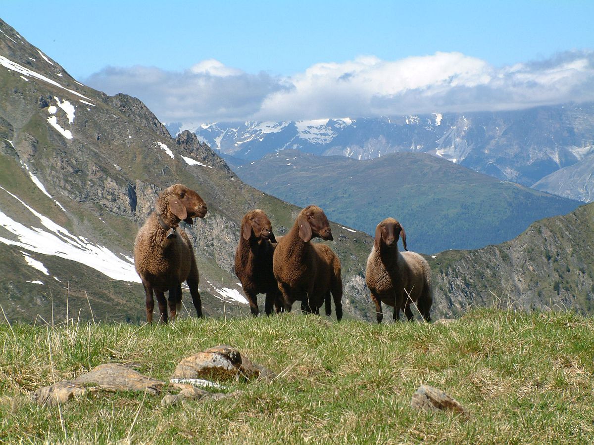 neugierige Schafe