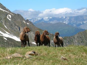 neugierige Schafe