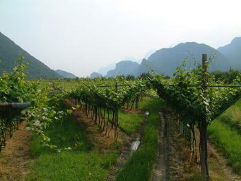 Weinberge bei Arco