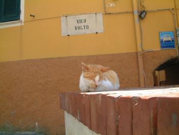 Katze in Manarola