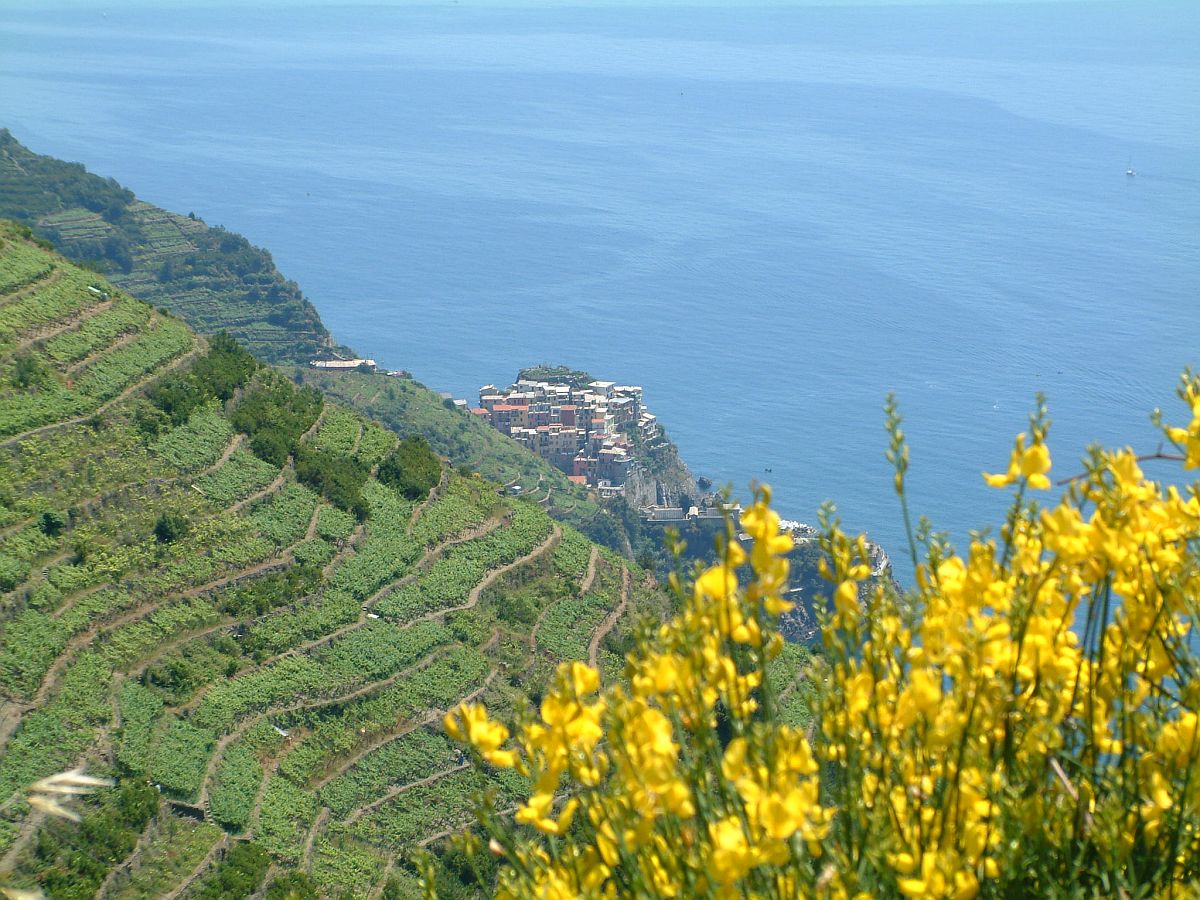 Manarola von oben