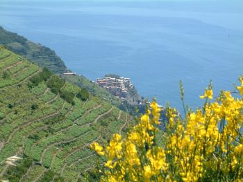 Manarola von oben