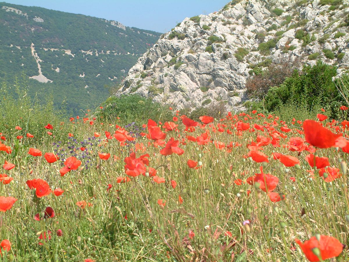 Mohnblumen in der Provence