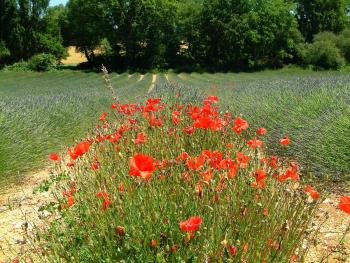 Provence, gehts typischer?