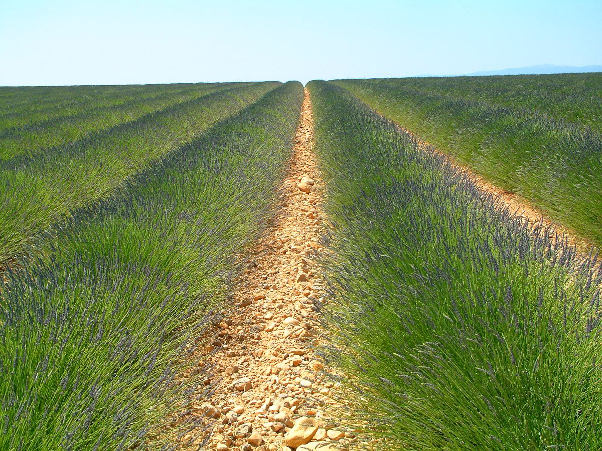 Lavendelfelder in der Provence