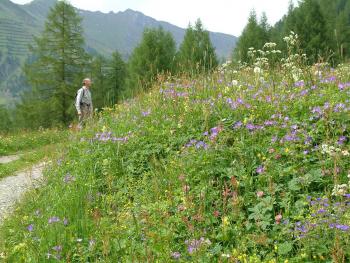 im Juni blühen in den Alpen die Wiesen
