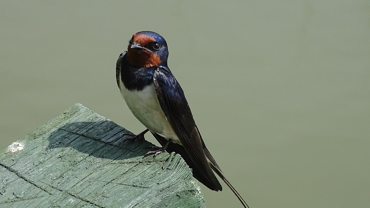 hübsche Rauchschwalbe (Hirundo rustica)