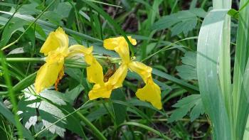 Sumpf-Schwertlilie (Iris pseudacorus)