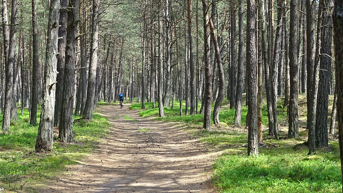 Radweg durch Kiefernwald