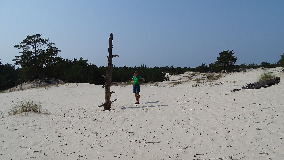 dieser Baum hat den Sand nicht überlebt