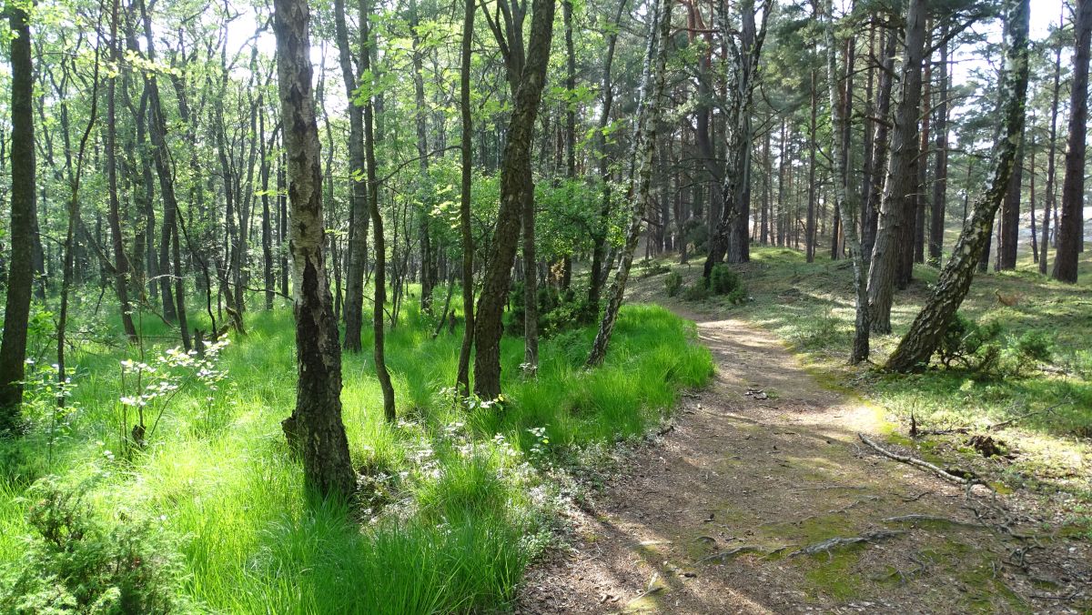 bewaldete Dünen und Moor