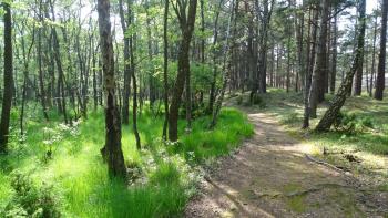 bewaldete Dünen und Moor