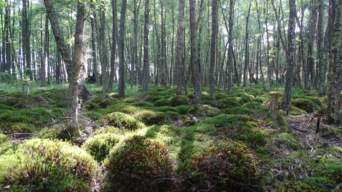 Moor in Strandnähe