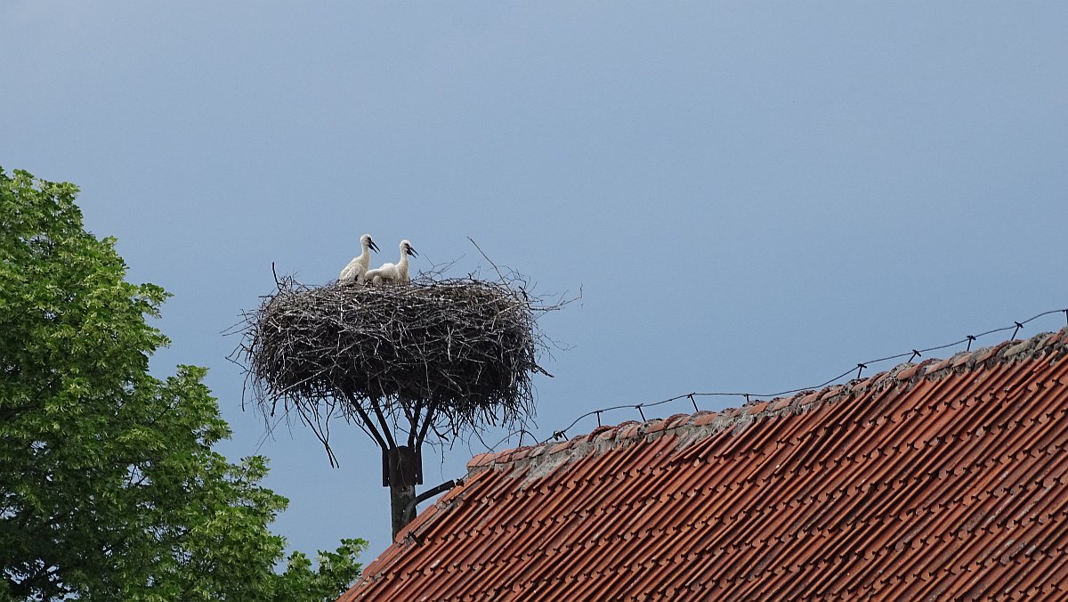 überall zu sehen, Störche mit Nachwuchs