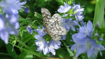 Gitterspanner (Chiasmia clathrata), ein tagaktiver Nachtfalter