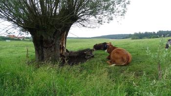 glückliche Kühe