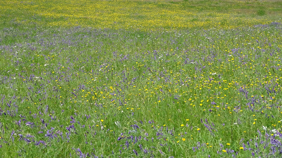 bunte brummende Wiese
