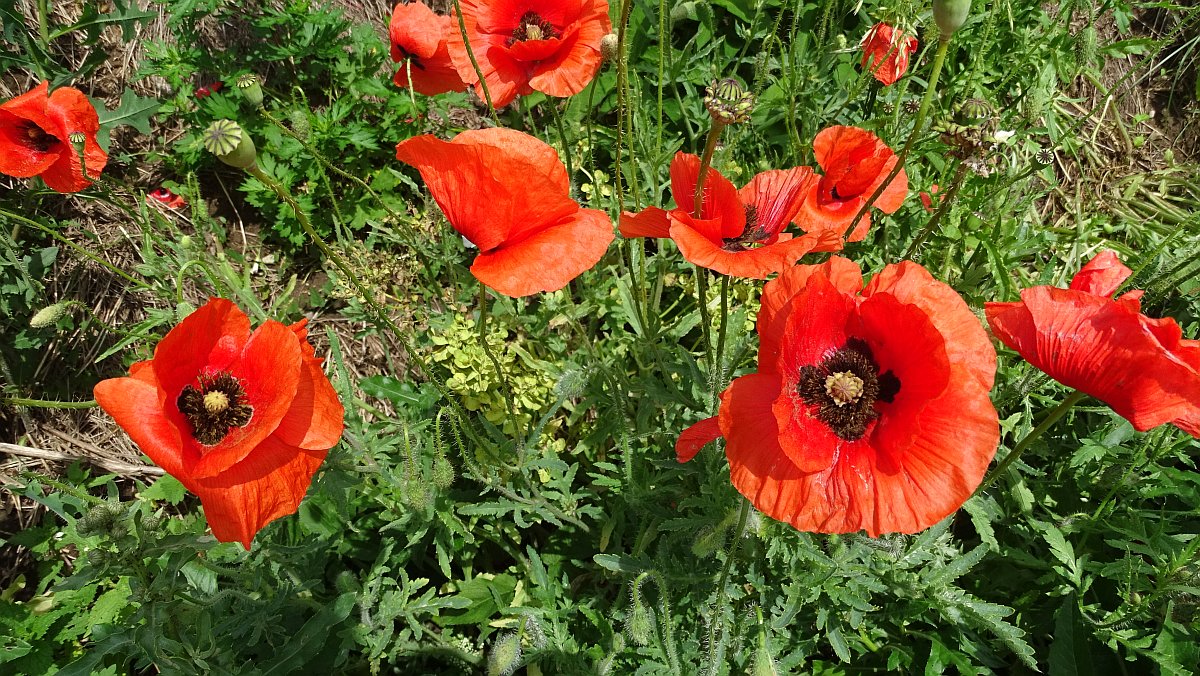 Mohn