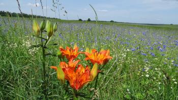 wohl keine wilde Blume...