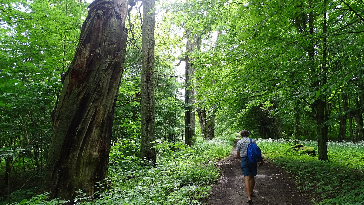 im teilweise wieder freigeräumten Schlosspark