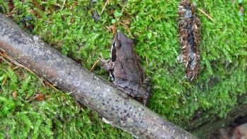 Frosch an Cache