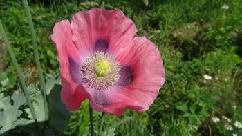 Schlafmohn