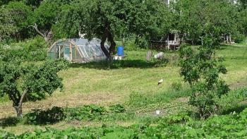 Storch im Garten