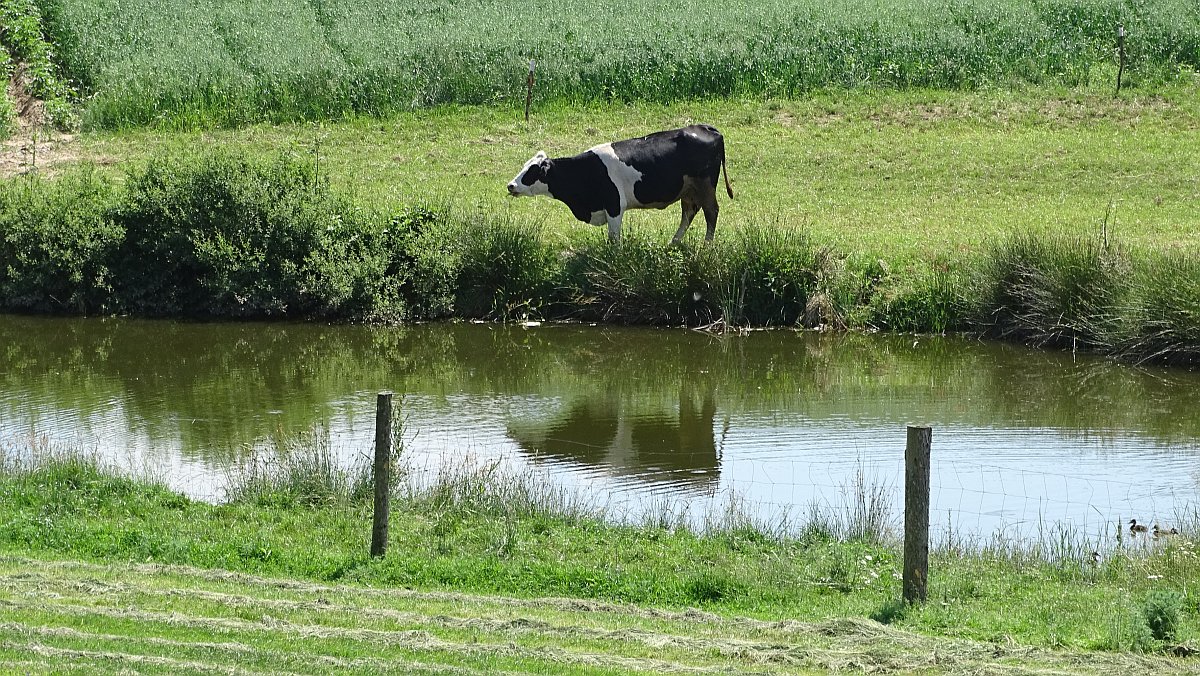 Kuh mit Spiegelung