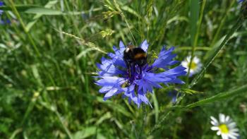 Kornblume mit Besucher