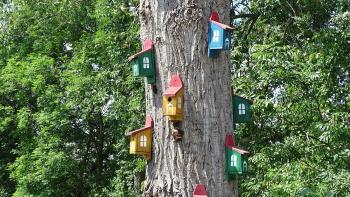 toter Baum mit neuem Leben