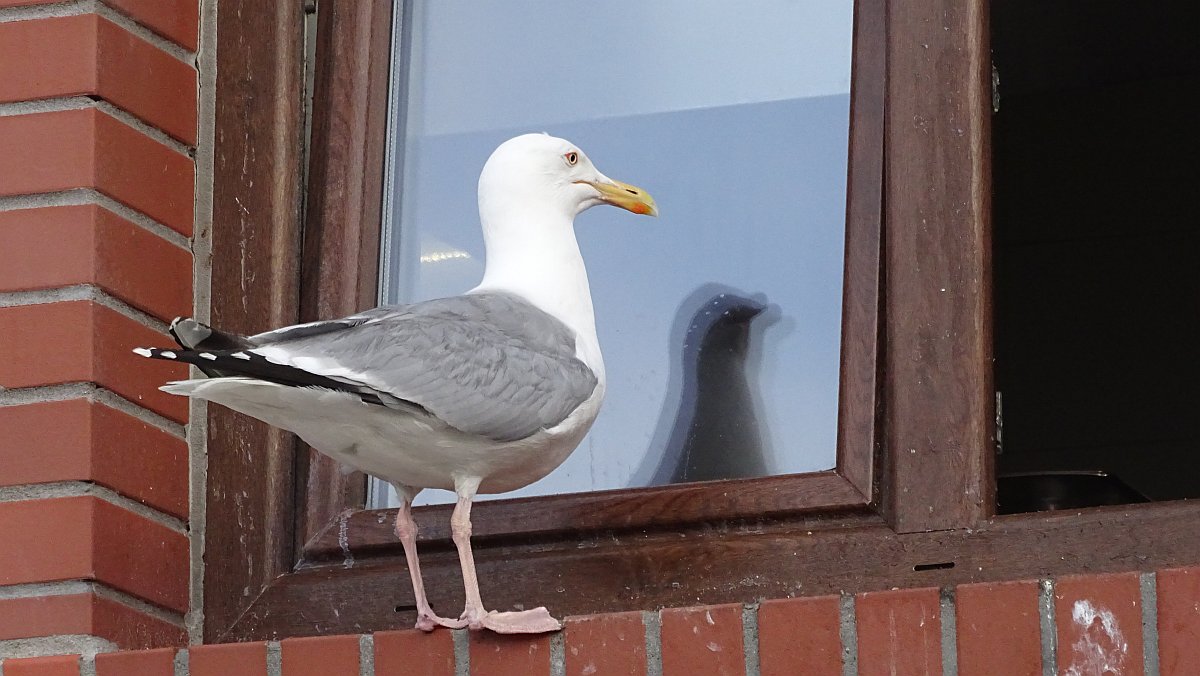 Möwe bettelt um einen Happen beim Koch eines Restaurants