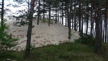 die erste Wanderdüne am Wegesrand