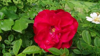 Rose im Schlosspark