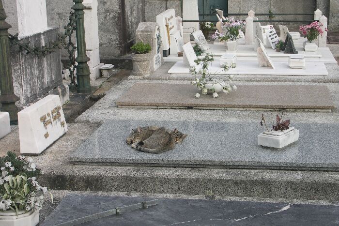Friedhofskatzen