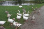 Gänse in Stadtpark