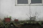 Blumenbeet