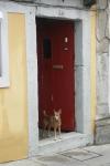 Wachhund