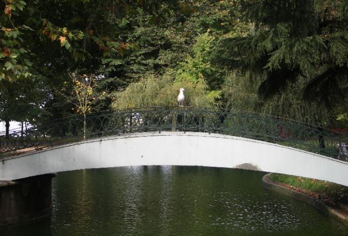echte Möwe