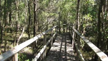 Cachesuche im Mangrovengebiet Bosque Estatal De Aguirre