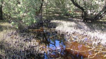 Cachesuche im Mangrovengebiet Bosque Estatal De Aguirre