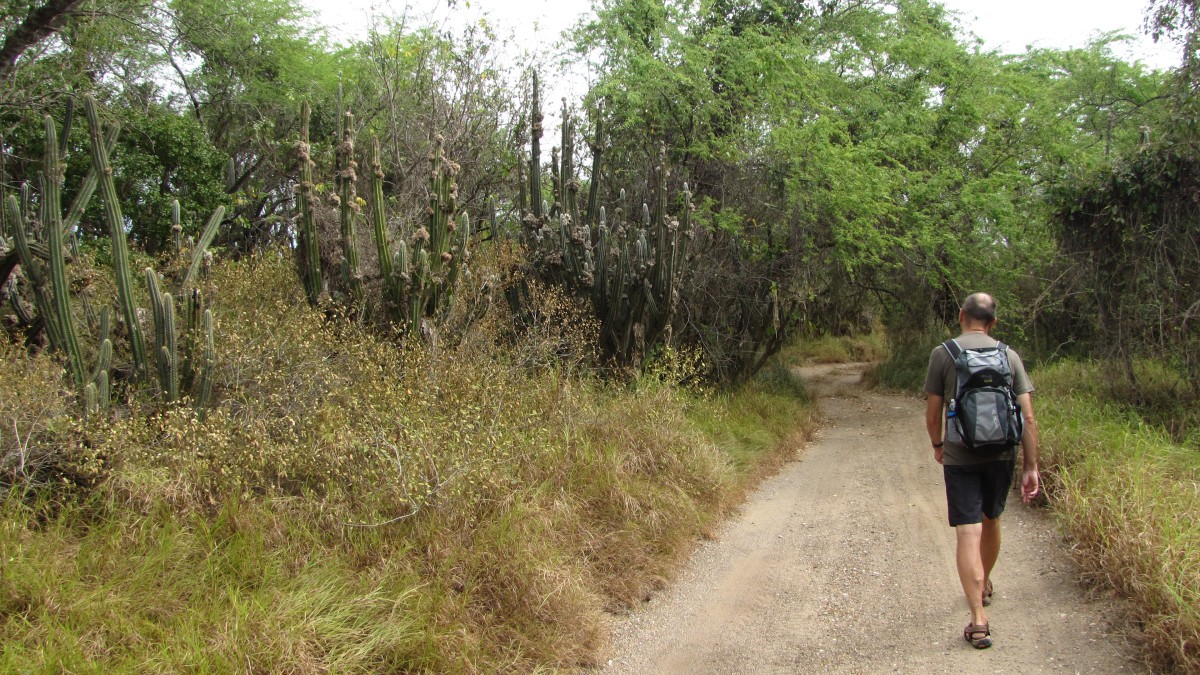 im trockenen Bosque Estatal De Guánica