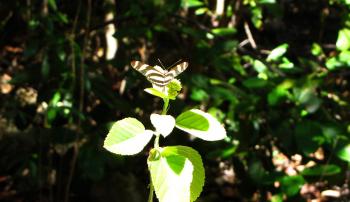 endlich einen Schmetterling erwischt