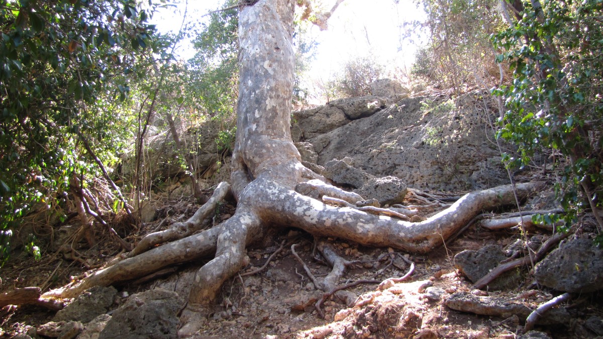 Bosque Estatal De Guánica