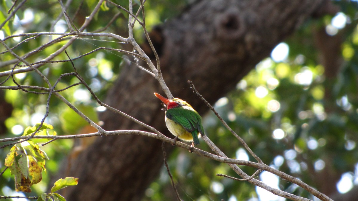 unbekannter Vogel