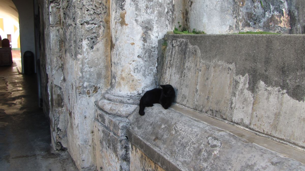 el Gato del Castillo